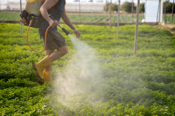 Best Ant Control Services  in Morse, LA