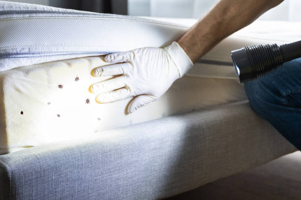 Best Residential Pest Control  in Morse, LA