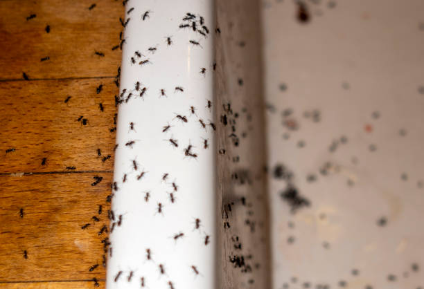 Best Local Pest Control Services  in Morse, LA