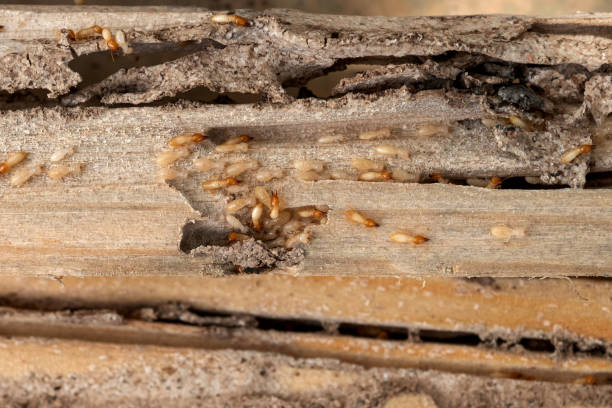 Best Rat Extermination Near Me  in Morse, LA